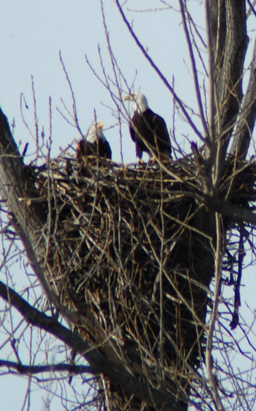 two adult bald eagle sit atop their nest at the top of a tall tree