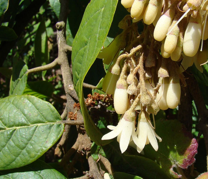 a large cluster of white flowers on a tree