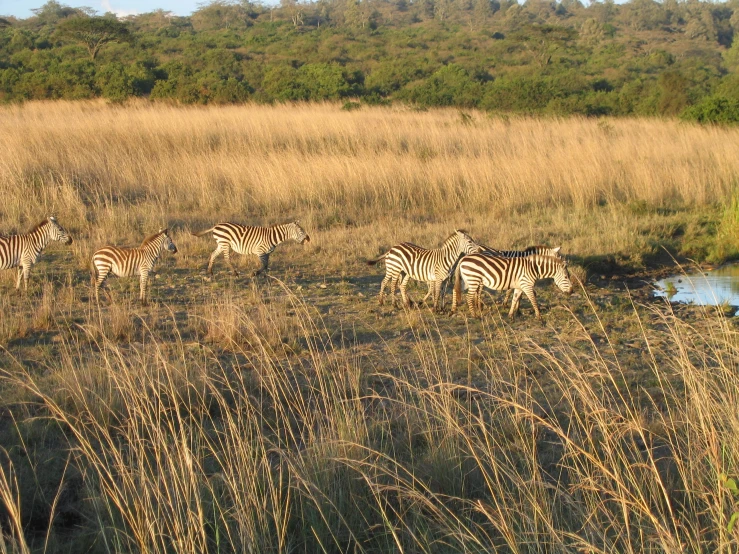 four zes are walking through the wild land