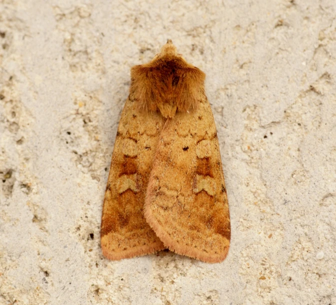 a close up of a small moth on the sand