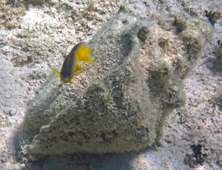 a small yellow and blue fish on the rocks