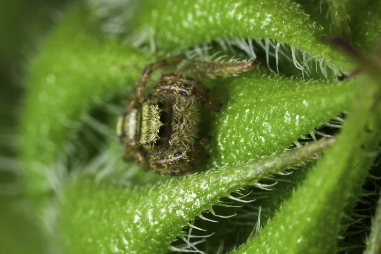 close up view of an insect on a green leaf