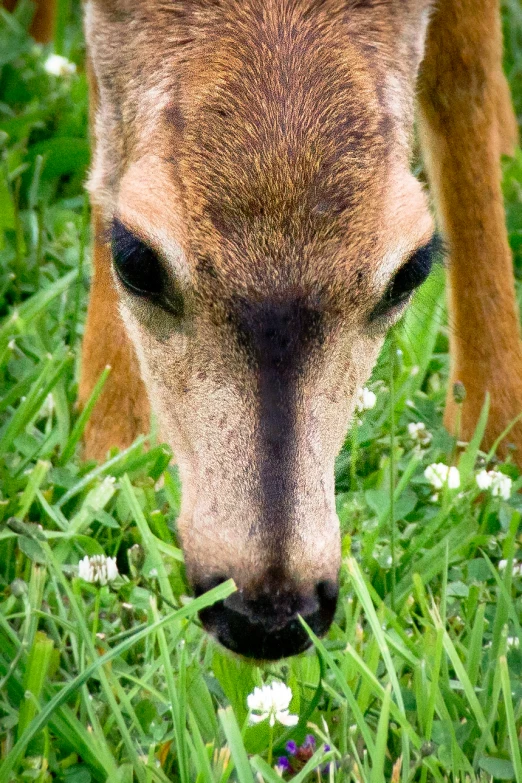 the head and lower lip of an animal looking down on grass