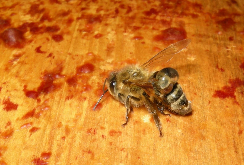 a honey bee on a wooden table with burnt pizza