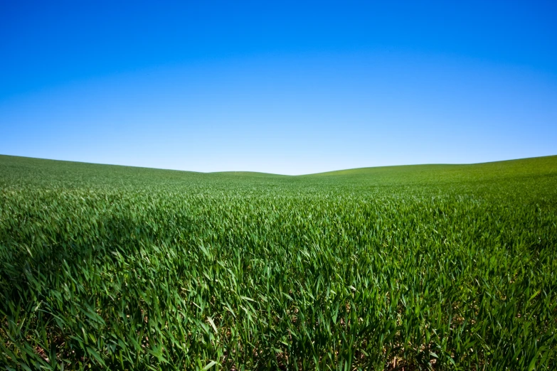 the grass is almost covering the hill with it