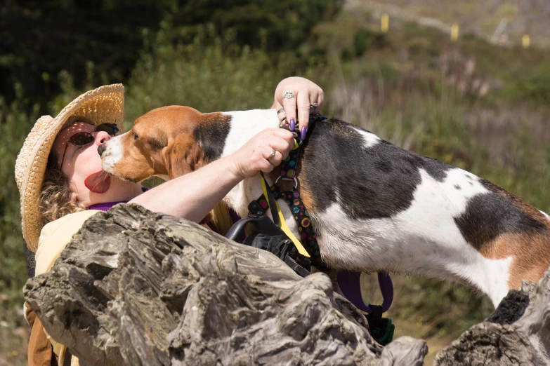 a girl holds a beagle as they lick noses