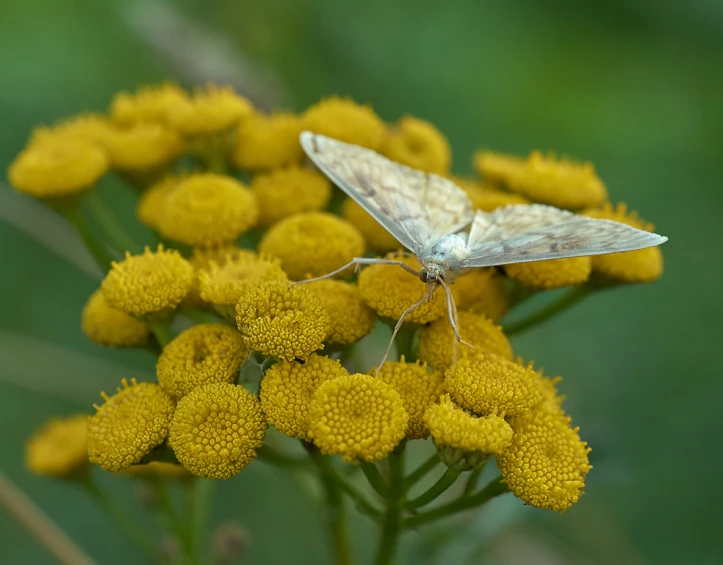 two small white erflies sitting on yellow flowers