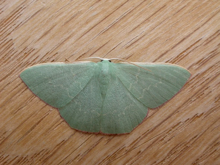 a very big green erfly that is sitting on some wooden table