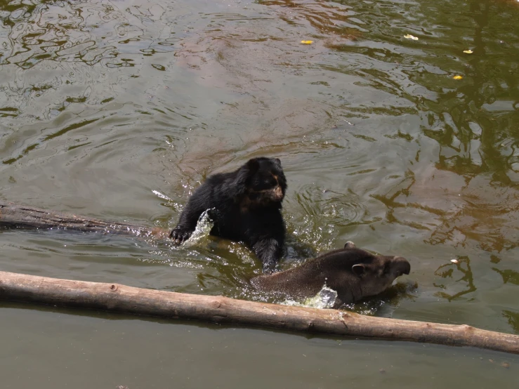 two bears in a river playing with each other
