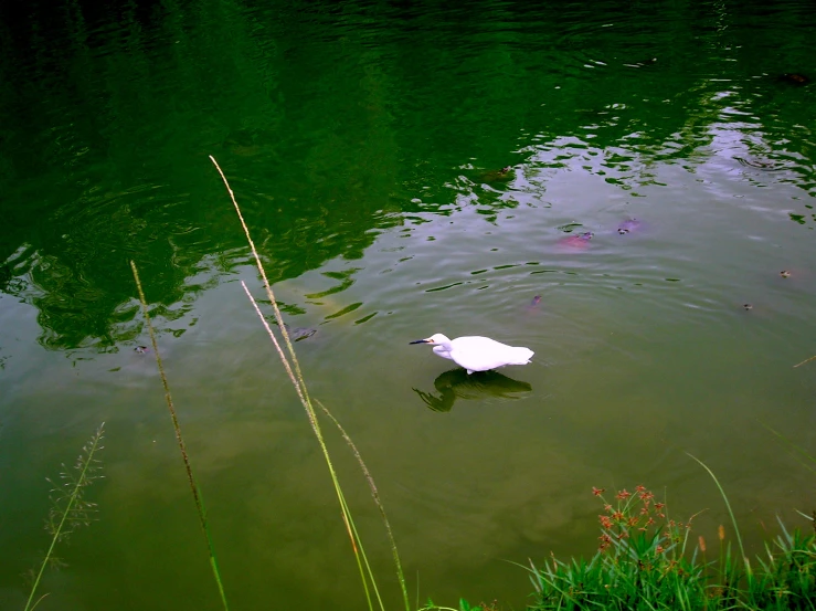 white bird in a lake near the shoreline