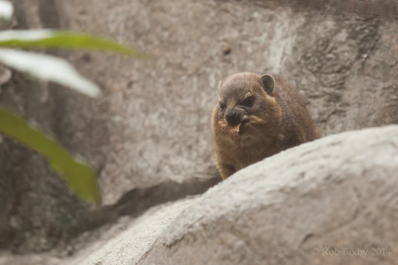 a close up of a small animal in a rocky area