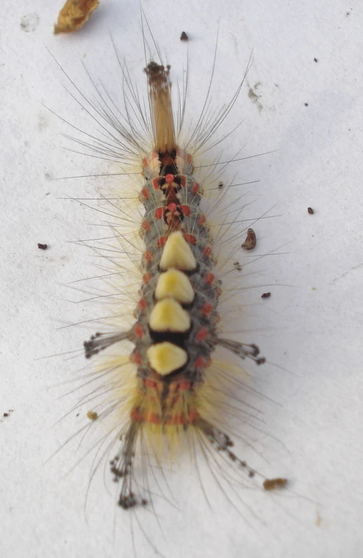 a caterpillar with many little holes on the side