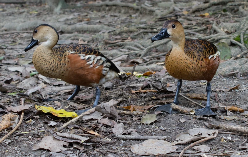 two ducks standing on top of leaf covered ground