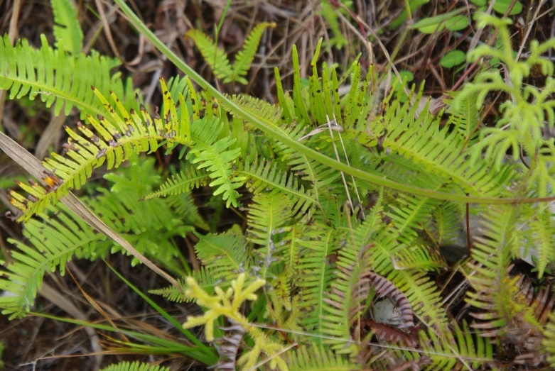 ferns and grass are growing on the ground