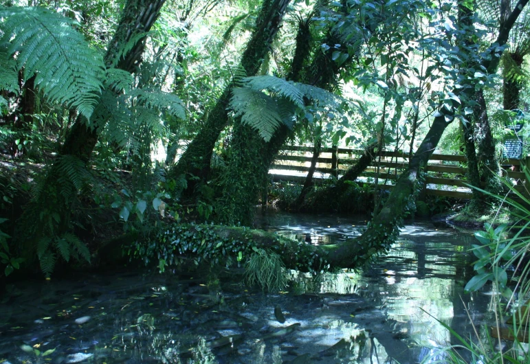 lush vegetation and trees cover the woods around a creek
