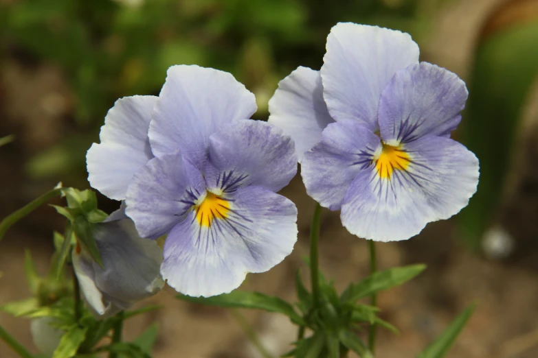 blue flowers are growing near a piece of land