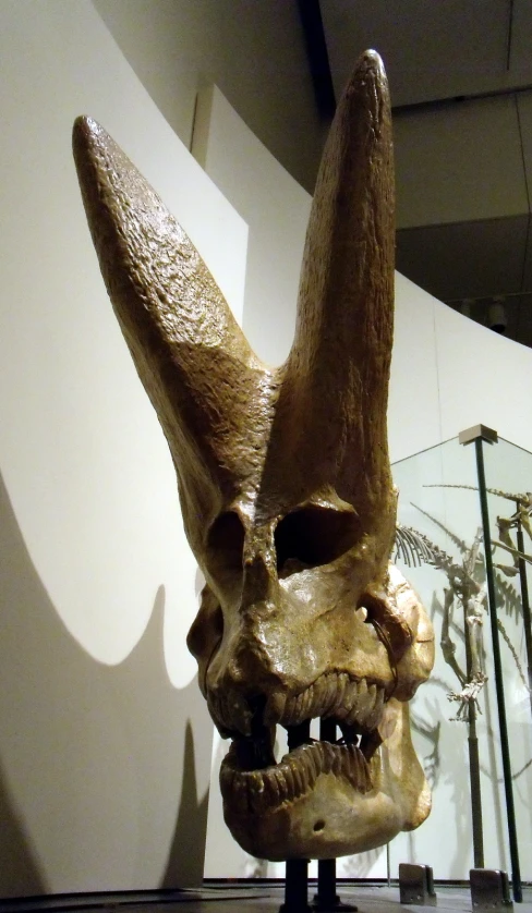 an animal skull with a face, standing in a museum