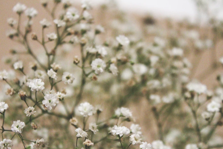 some white flowers growing in a field near a wall