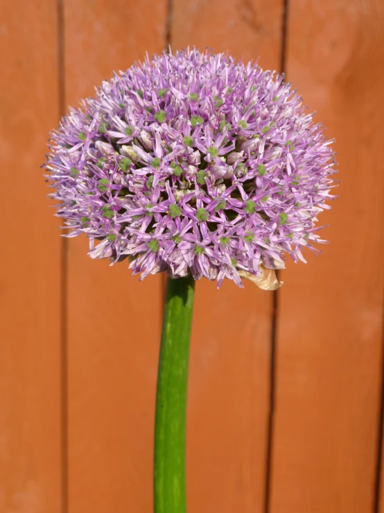 purple flowers against a brown fence with only one stem