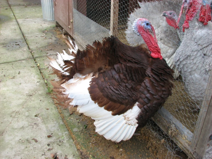 two turkeys are seen in an enclosure at the zoo