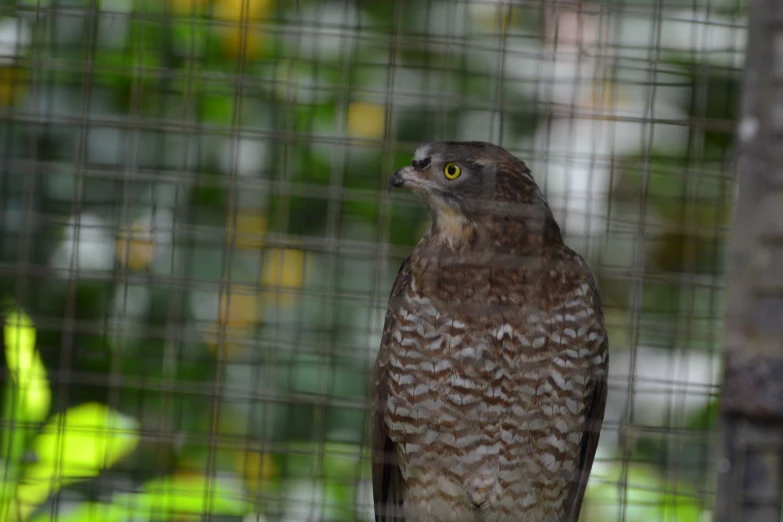 a brown bird with yellow eyes and a grey body is sitting in front of a metal cage