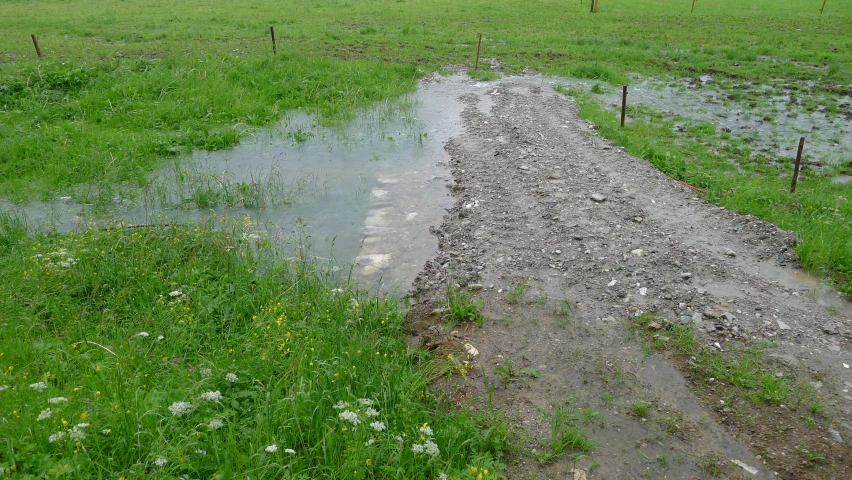 a muddy dirt path in a pasture that has green grass and two dles on it