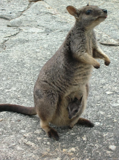 the baby kangaroo is sitting on its hind legs