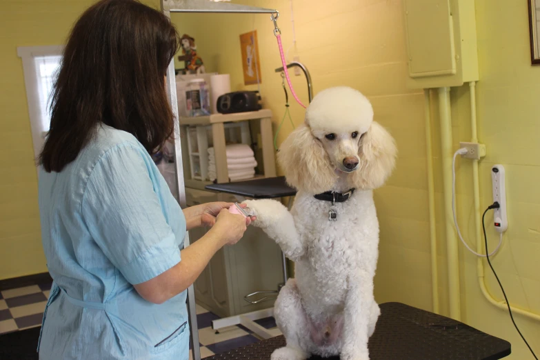 woman grooming a white poodle in a salon