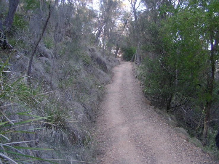 there is a road that has a tree on the side