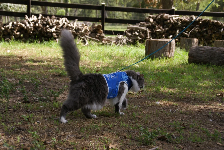 an image of a cat walking on the grass