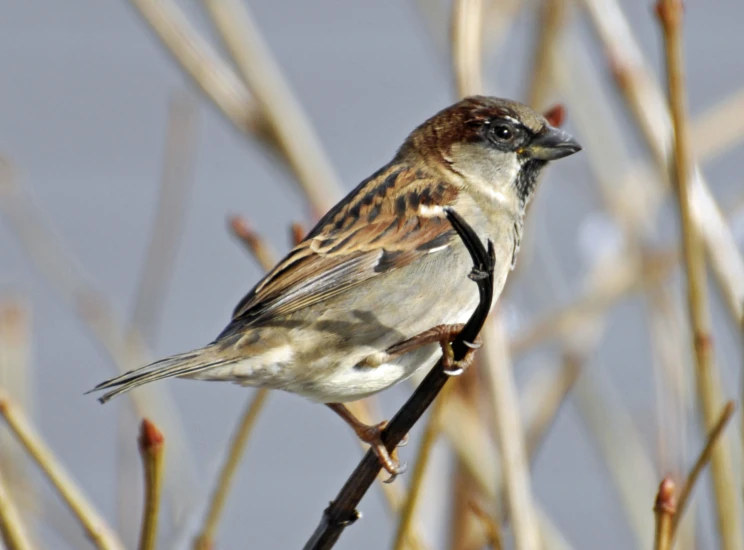 a bird perched on top of a bare tree nch