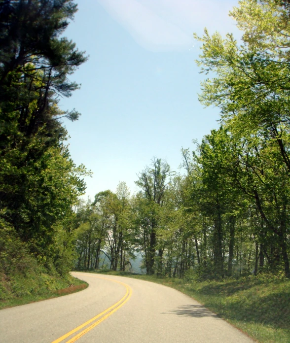 a road surrounded by tall trees in the afternoon