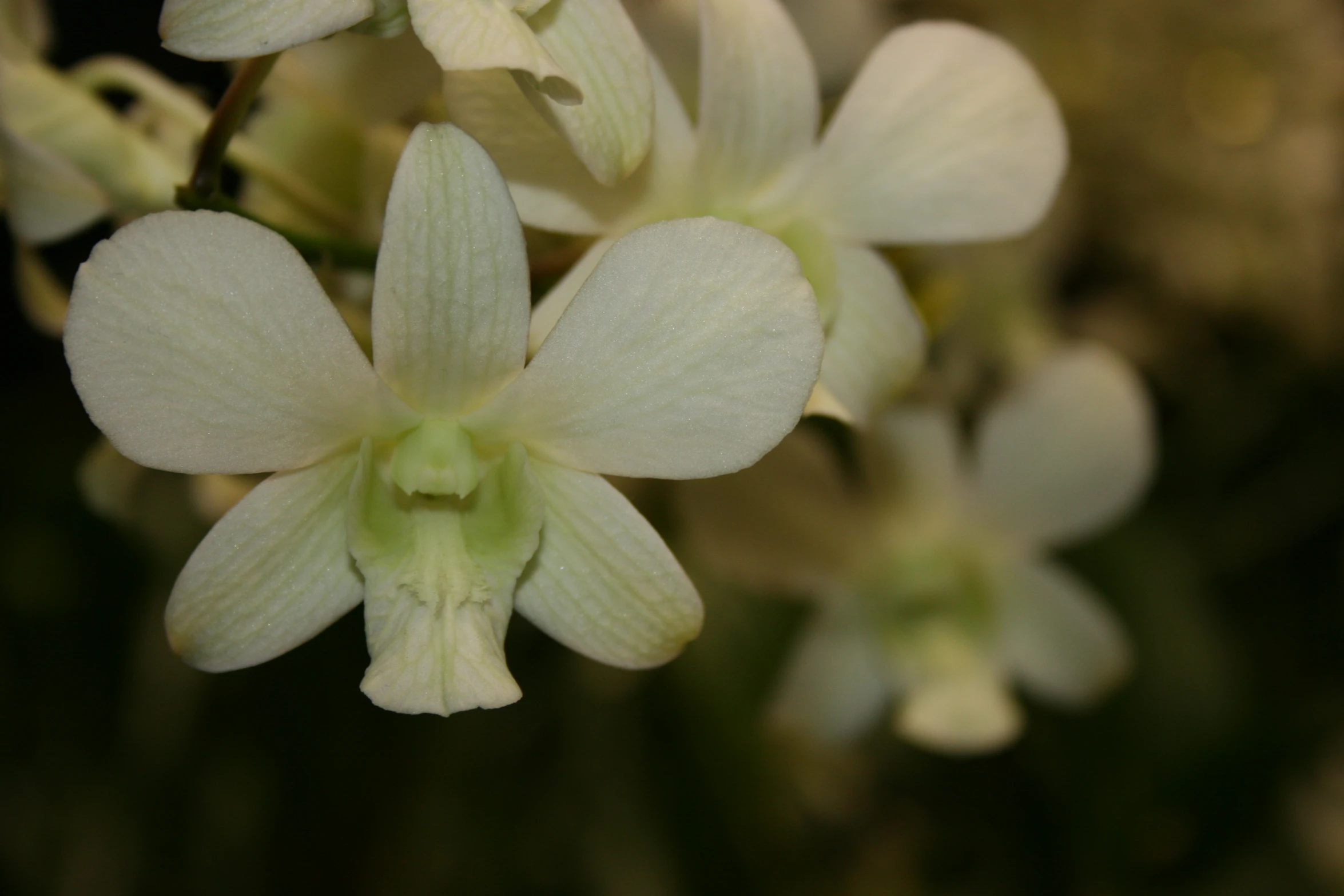 the flower budding has pale green with white centers