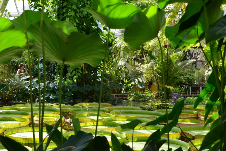 the pond is full of lily pads and green plants