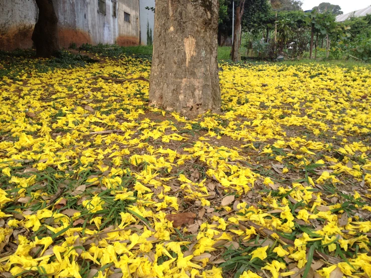 a field full of yellow flowers under a tree