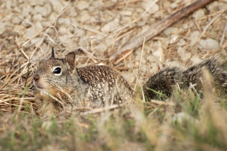 a rabbit on the ground in the brush with its eyes open