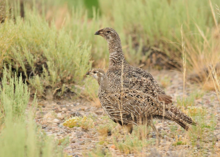 a couple of birds walking through a dirt ground