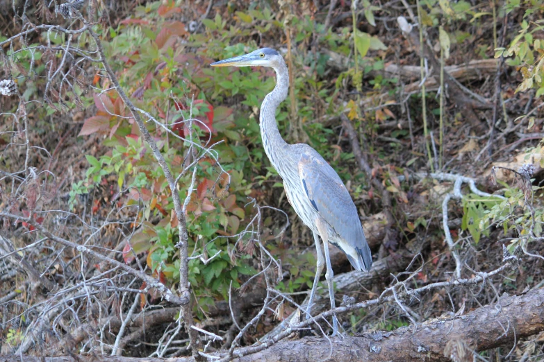 a blue heron is perched on a nch