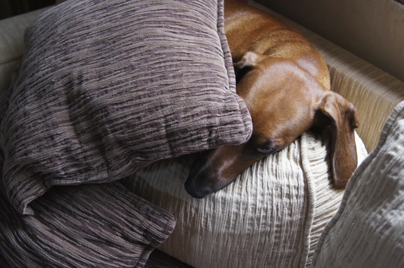 a dachshund is sleeping in a bed with two pillows