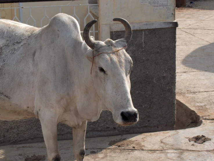 a large white cow with horns standing next to a brick building