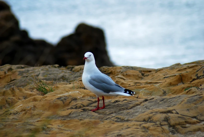 a seagull standing on top of a sandy beach