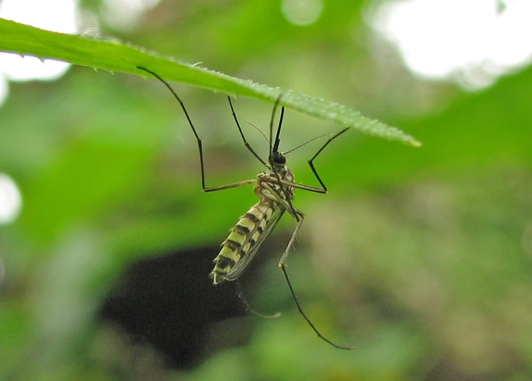 a mosquito is perched on a green plant