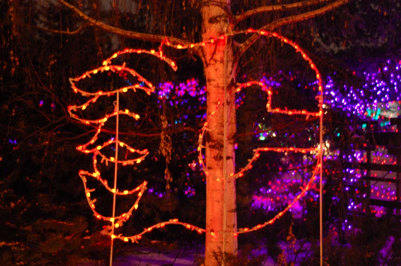 trees in the background decorated with lights are lit