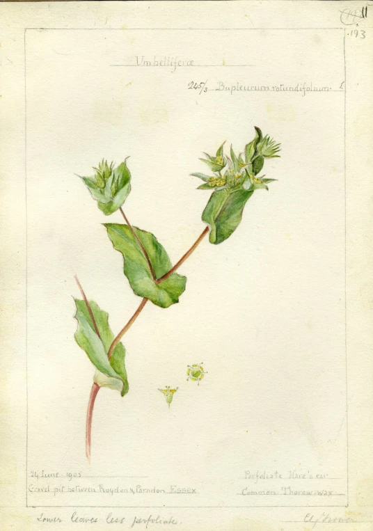 a botanical drawing shows a flower and leaves