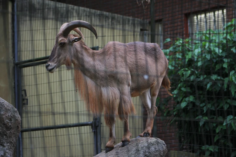 a horned animal is standing on a rock in an enclosure