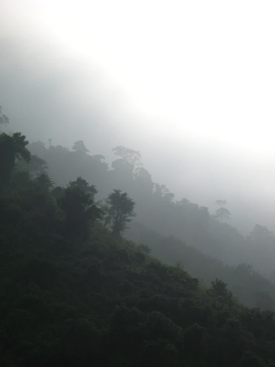 the hill covered in fog has trees along side