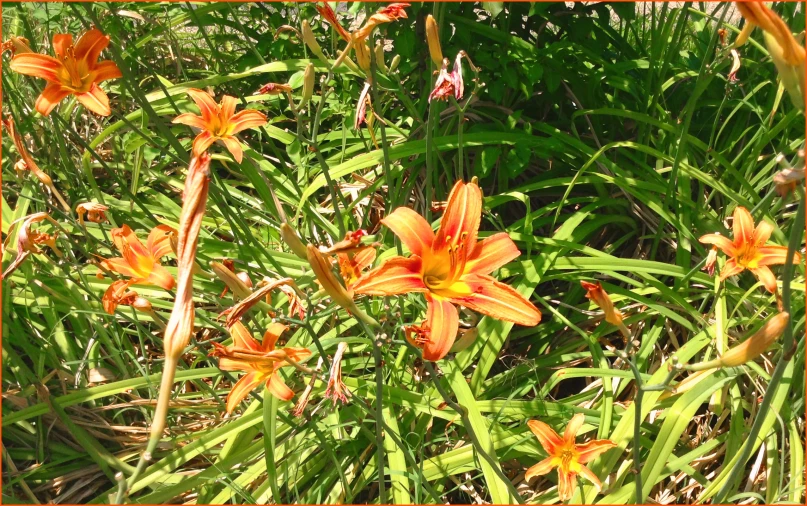 an orange wildflower is in full bloom