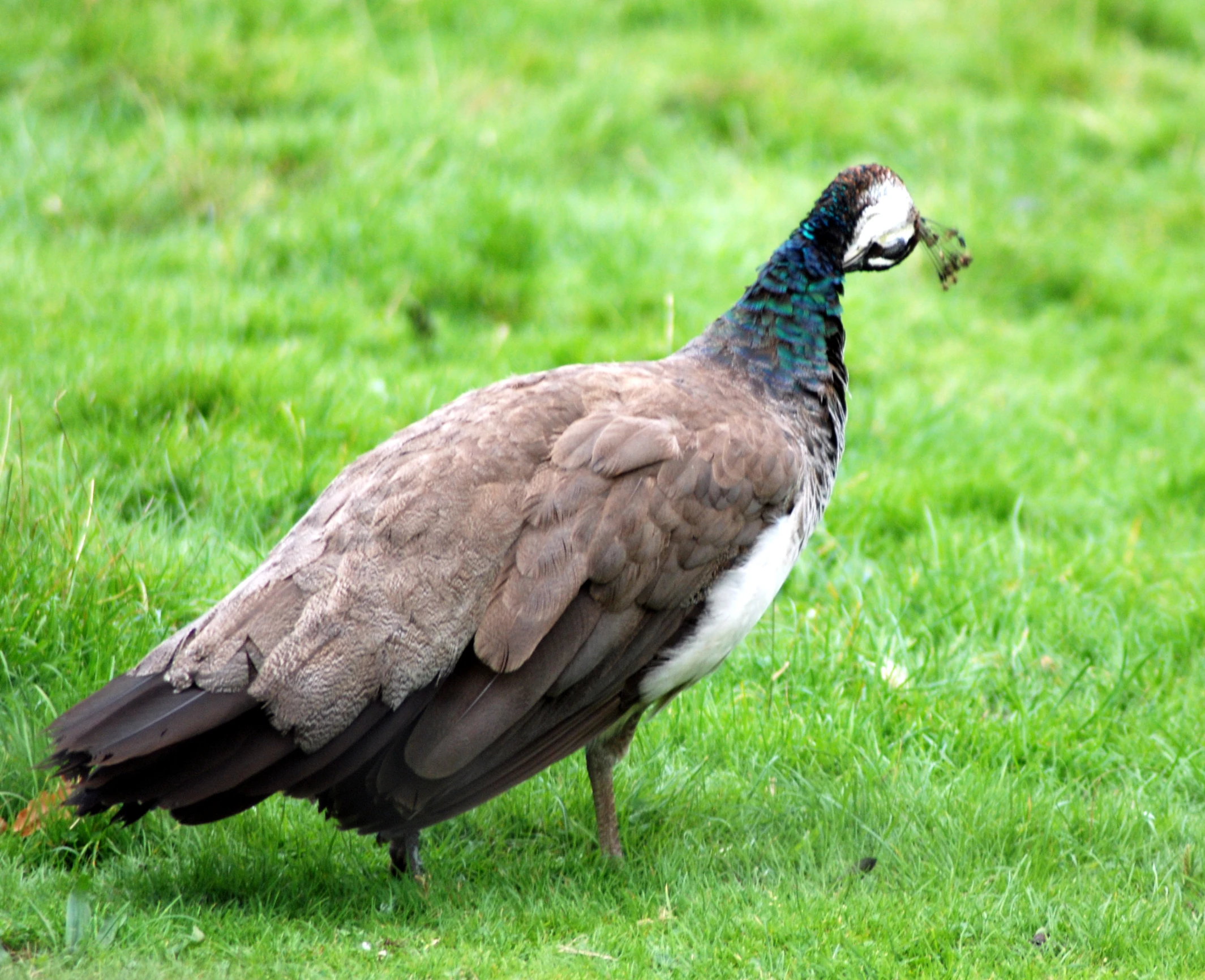 a close up of a peacock on a field with grass