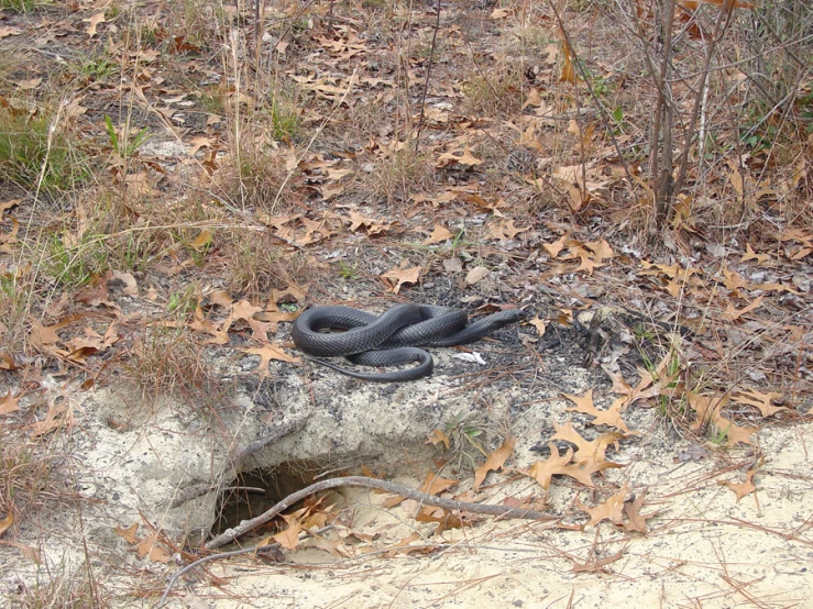 there is an adult snake that is lying on the ground