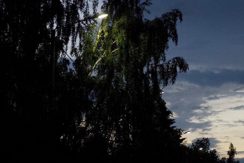 night time scene with the moon and a green tree